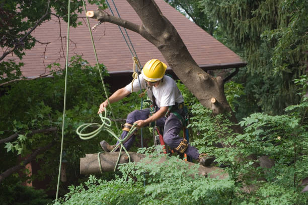 Altoona, WI Tree Care Company