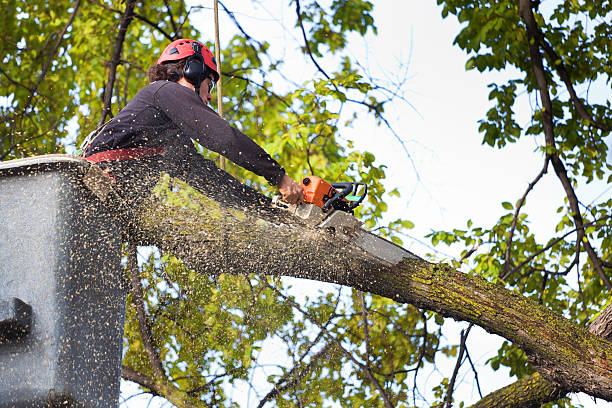 How Our Tree Care Process Works  in  Altoona, WI