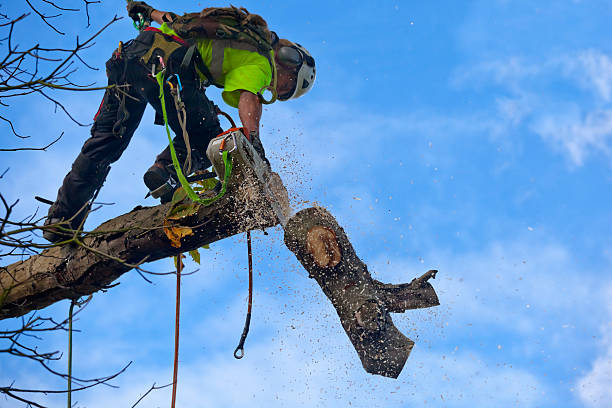 Professional Tree Care in Altoona, WI